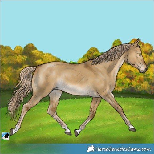 Horse Color:Chocolate Palomino Dun Mushroom Rabicano