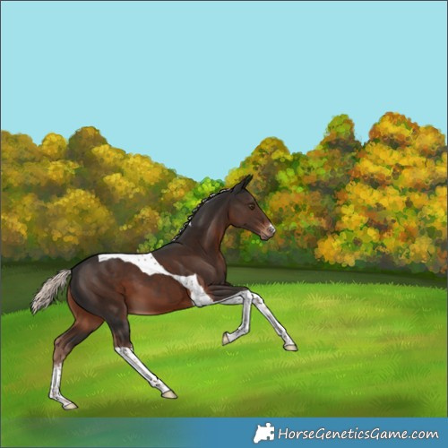 Horse Color:White Spotted Liver Chestnut Mushroom Tobiano 