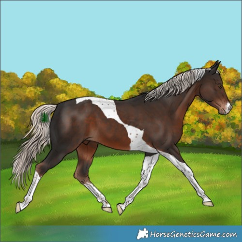 Horse Color:White Spotted Liver Chestnut Mushroom Tobiano 