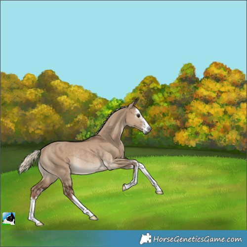 Horse Color:Gray White Spotted Liver Red Dun Mushroom Rabicano 