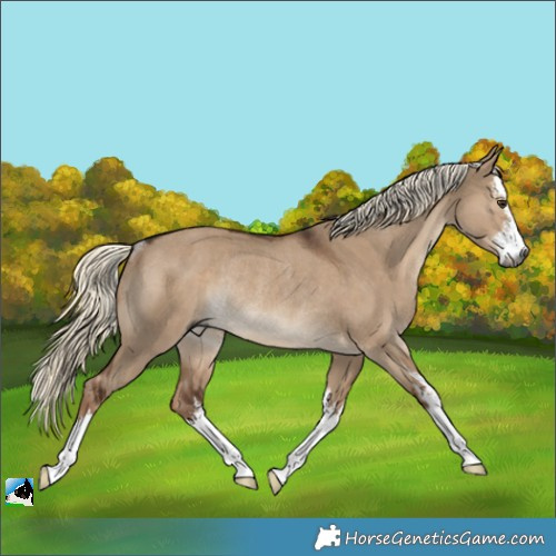 Horse Color:Gray White Spotted Liver Red Dun Mushroom Rabicano 