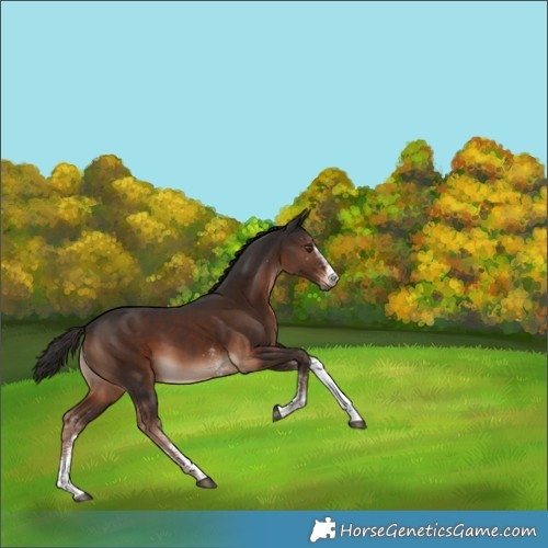 Horse Color:White Spotted Liver Chestnut 