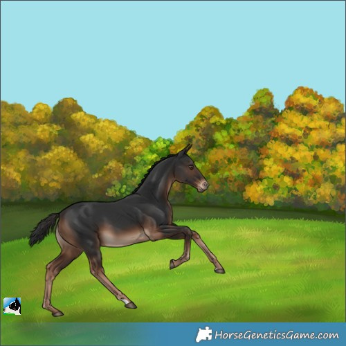 Horse Color:Liver Chestnut 