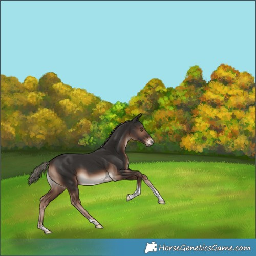 Horse Color:Liver Chestnut Mushroom Tobiano Rabicano 