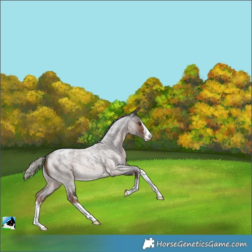 Horse Color:White Spotted Liver Red Roan Mushroom Rabicano 