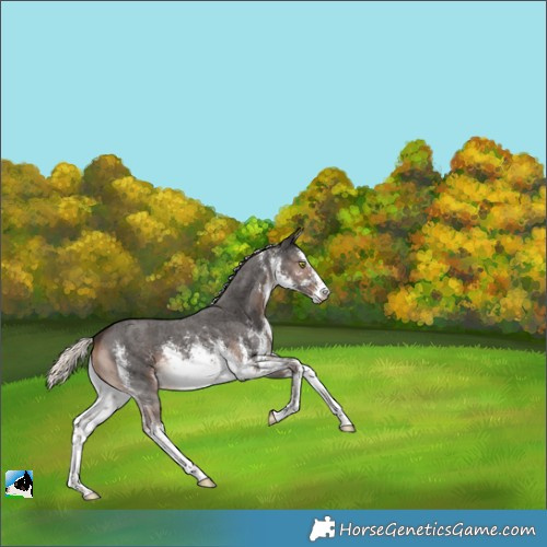 Horse Color:White Spotted Liver Chestnut Mushroom Sabino Rabicano 