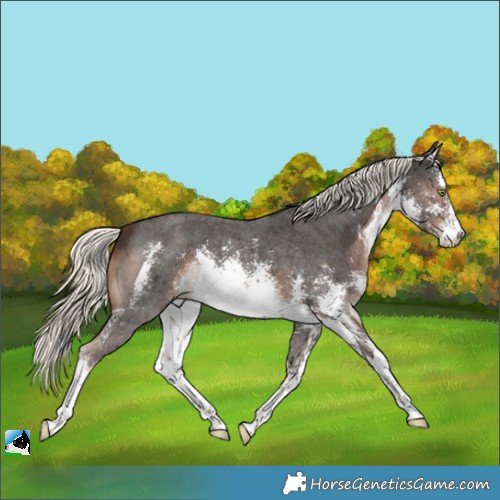 Horse Color:White Spotted Liver Chestnut Mushroom Sabino Rabicano 