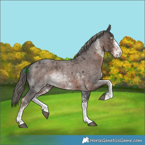 Horse Color:White Spotted Liver Red Roan Mushroom 