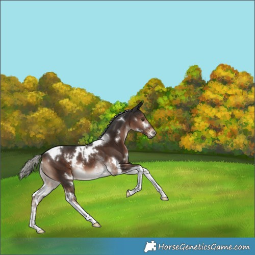Horse Color:White Spotted Liver Chestnut Mushroom Tobiano 