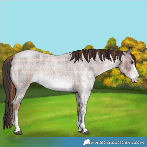 Horse Color:Plaid White Spotted Liver Red Roan