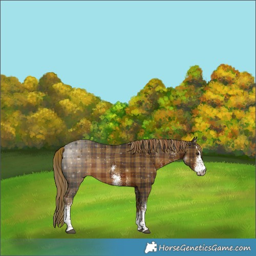 Horse Color:Plaid  White Spotted Liver Chestnut Rabicano 