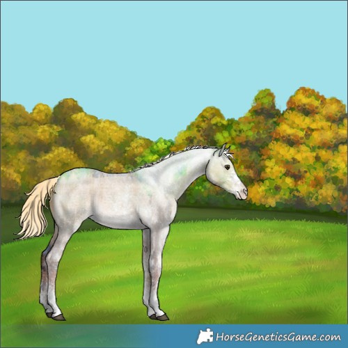 Horse Color:Plaid  White Spotted Liver Red Dun Roan Mushroom 