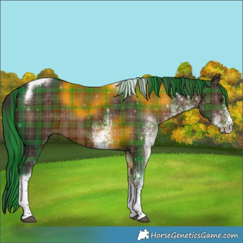 Horse Color:Plaid White Spotted Liver Chestnut Tobiano