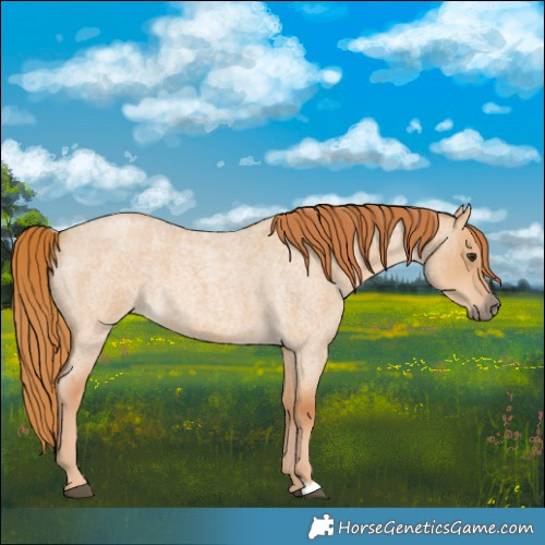 Horse Color:Red Dun Roan 