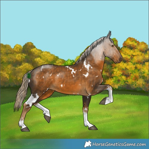 Horse Color:White Spotted Chocolate Palomino Tobiano