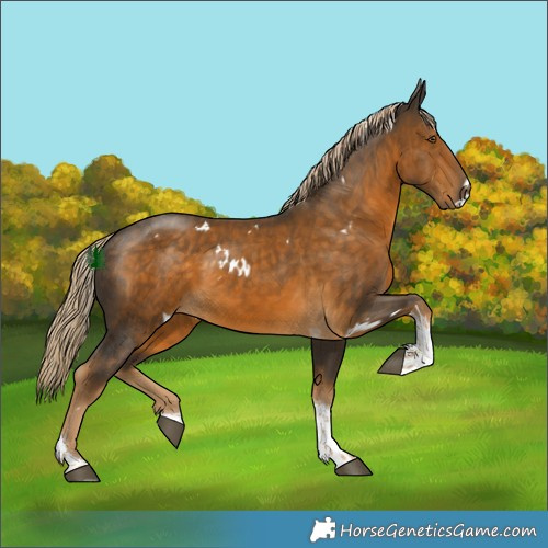 Horse Color:White Spotted Chocolate Palomino Tobiano 