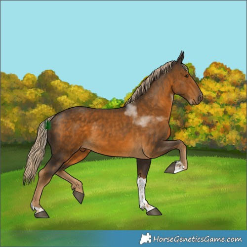 Horse Color:Chocolate Palomino Tobiano 