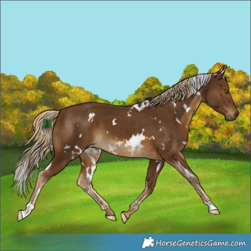 Horse Color:White Spotted Chocolate Palomino 