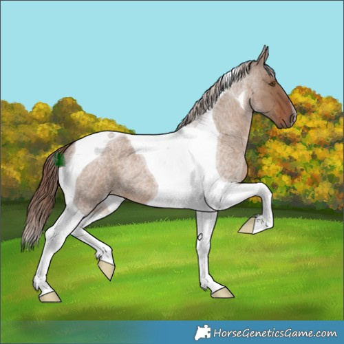 Horse Color:Liver Red Dun Roan Tobiano 