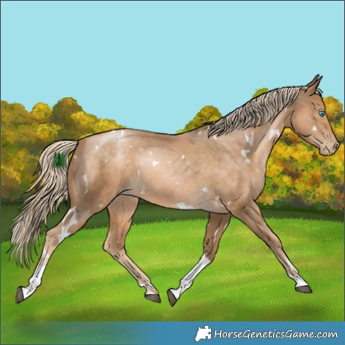 Horse Color:White Spotted Chocolate Palomino Snowdrop Tobiano 