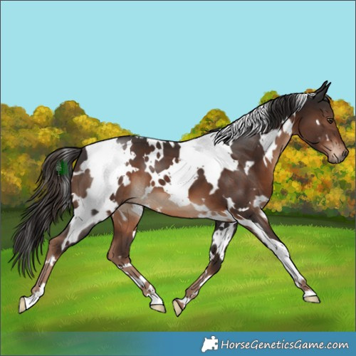 Horse Color:White Spotted Liver Chestnut 