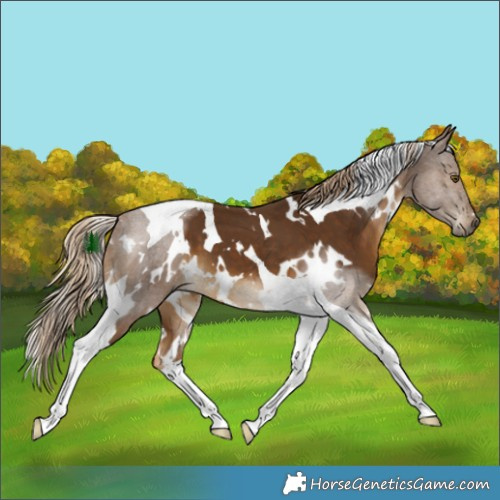 Horse Color:White Spotted Chocolate Palomino Tobiano 