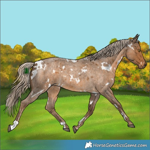 Horse Color:White Spotted Chocolate Palomino Roan 