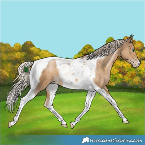 Horse Color:Chocolate Palomino Snowdrop Tobiano 