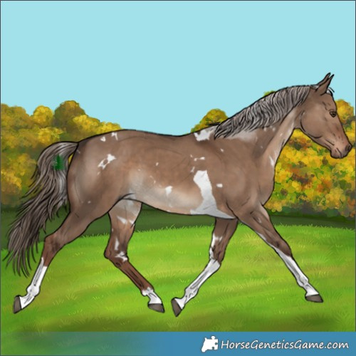 Horse Color:White Spotted Liver Red Dun Tobiano 