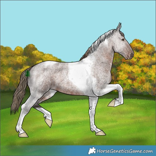 Horse Color:Liver Red Roan Tobiano 