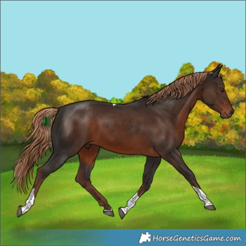 Horse Color:Liver Chestnut Tobiano 