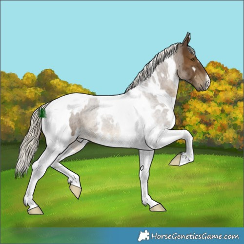 Horse Color:White Spotted Chocolate Palomino Tobiano 