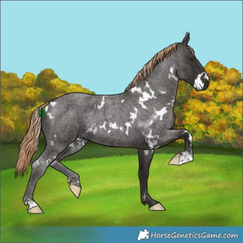 Horse Color:White Spotted Liver Red Roan 
