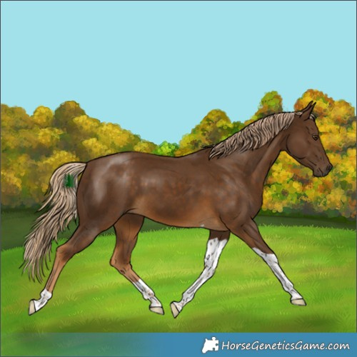 Horse Color:Chocolate Palomino Tobiano 