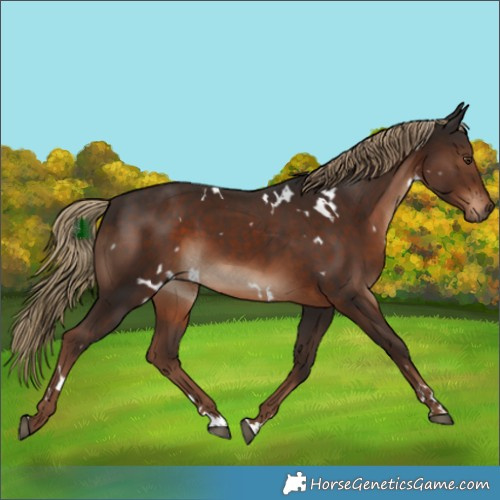 Horse Color:White Spotted Liver Chestnut 