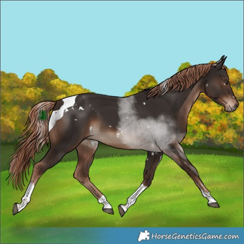 Horse Color:White Spotted Liver Chestnut Tobiano 