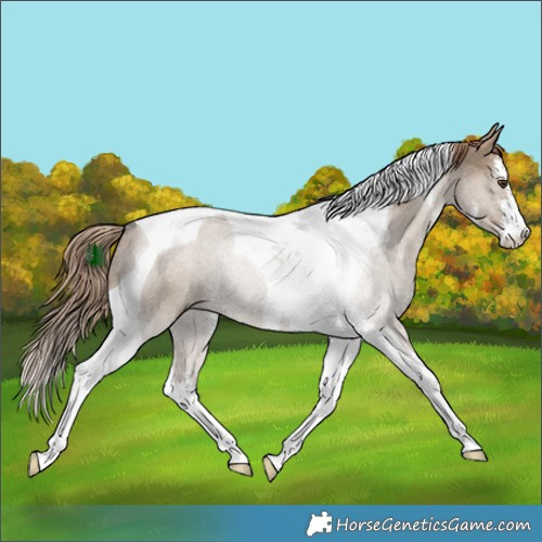 Horse Color:White Spotted Liver Red Dun Tobiano 