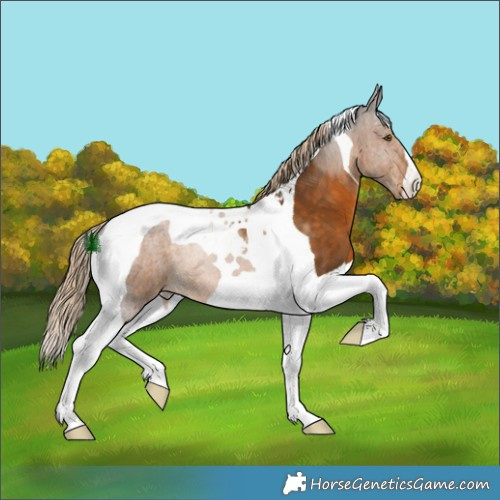 Horse Color:Chocolate Palomino Tobiano 