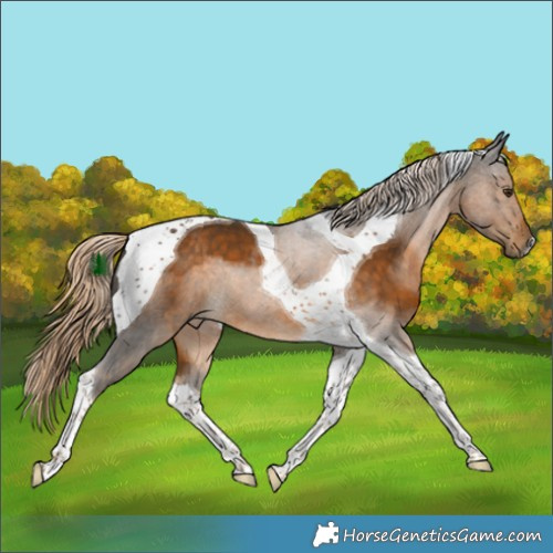 Horse Color:Chocolate Palomino Tobiano