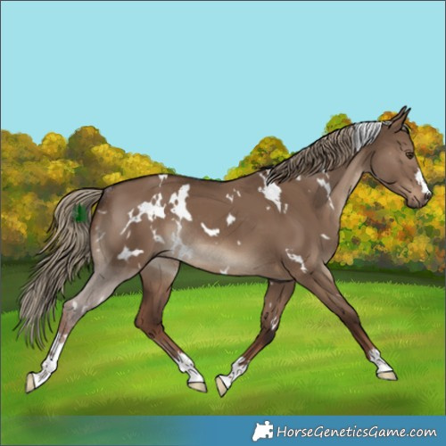Horse Color:White Spotted Liver Red Dun Rabicano 