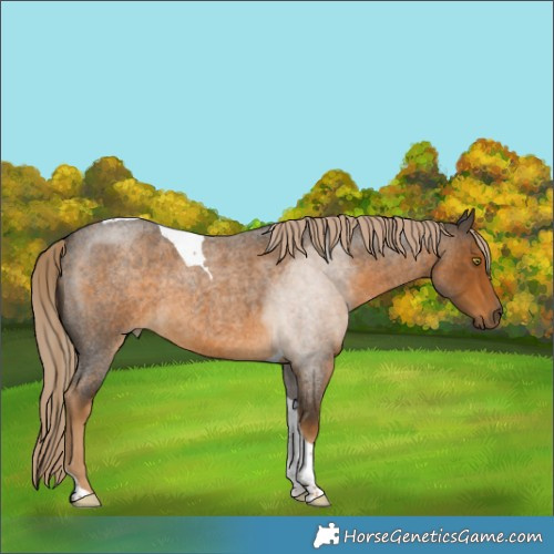 Horse Color:Chocolate Palomino Roan Mushroom Tobiano