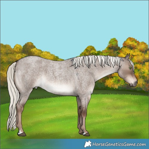 Horse Color:Liver Red Dun Roan Mushroom 