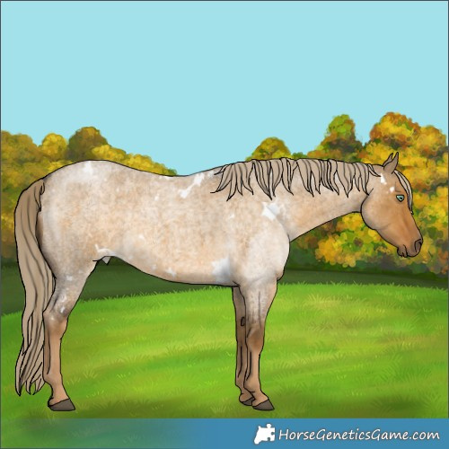 Horse Color:White Spotted Chocolate Palomino Roan Dun Mushroom Rabicano