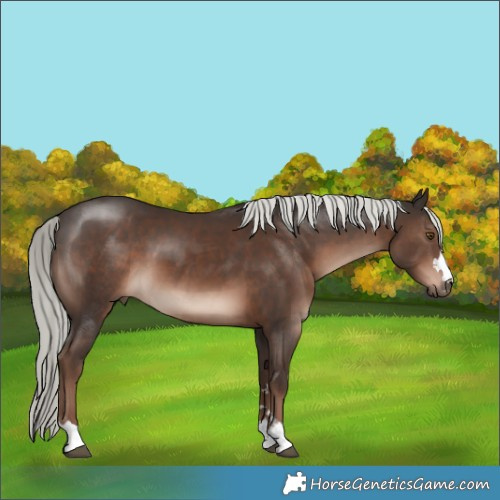 Horse Color:Liver Chestnut Mushroom