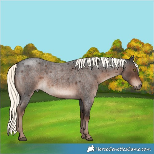 Horse Color:Liver Red Roan Mushroom Rabicano