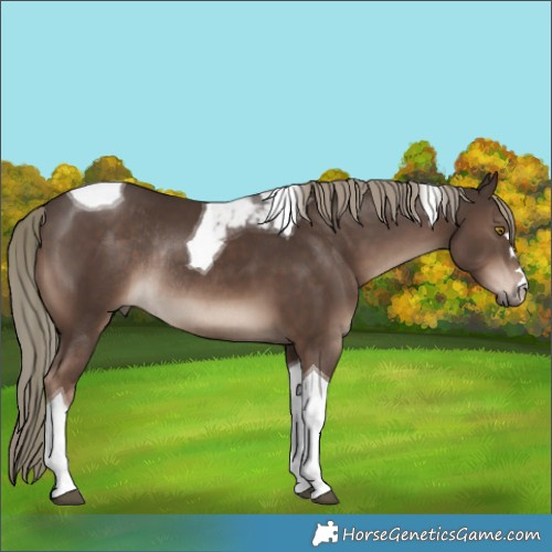 Horse Color:Liver Chestnut Mushroom Tobiano Rabicano