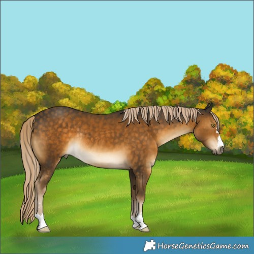 Horse Color:Chocolate Palomino Mushroom Rabicano 