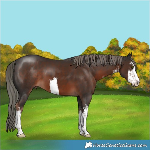 Horse Color:White Spotted Liver Chestnut Mushroom 