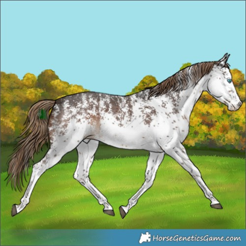 Horse Color:White Spotted Liver Chestnut 
