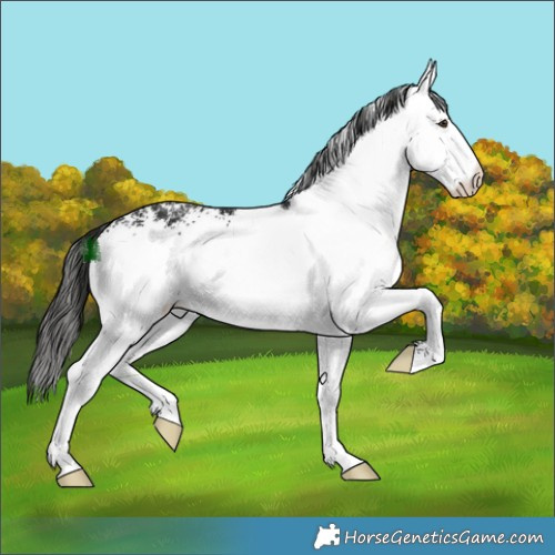 Horse Color:White Spotted Liver Chestnut 